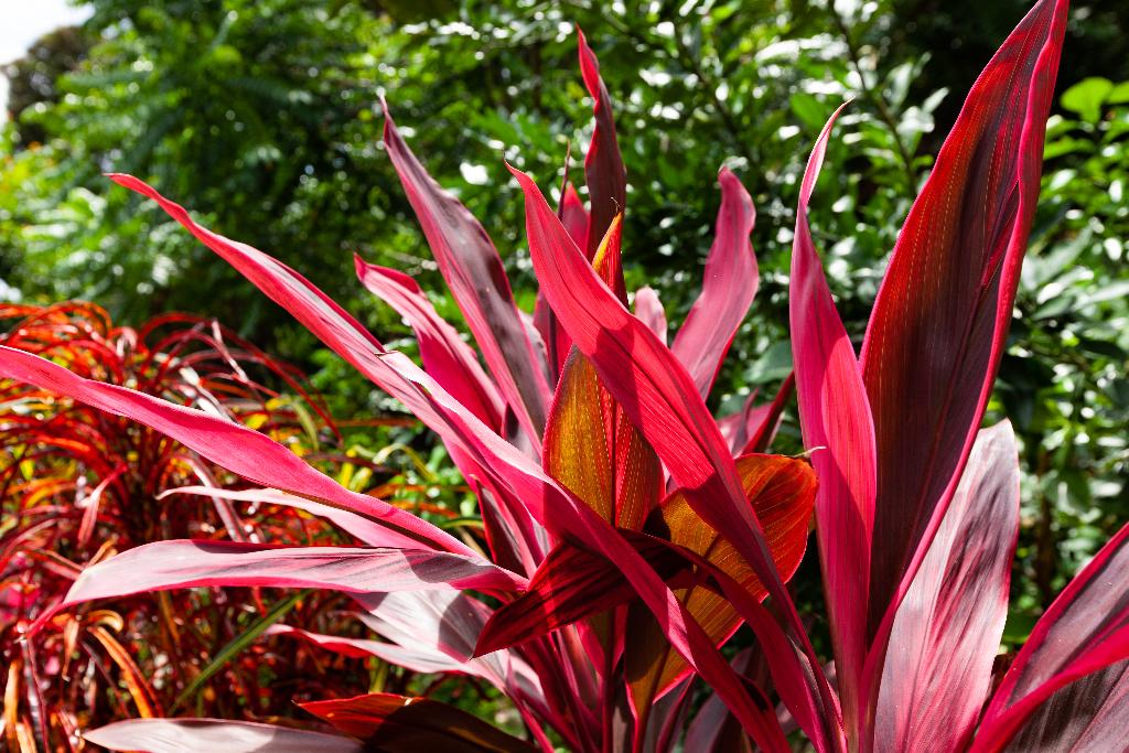 Hotel Colibri Guest House, Seychellen, Baie St. Anne. Großes 40