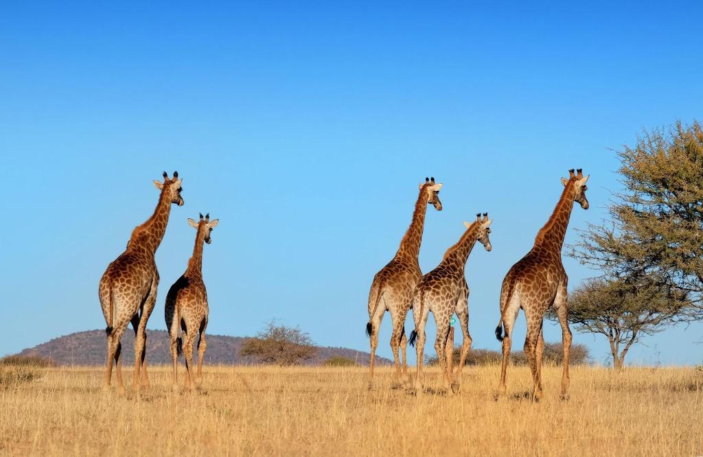 Protea Zebula Lodge - Sports and Entertainment