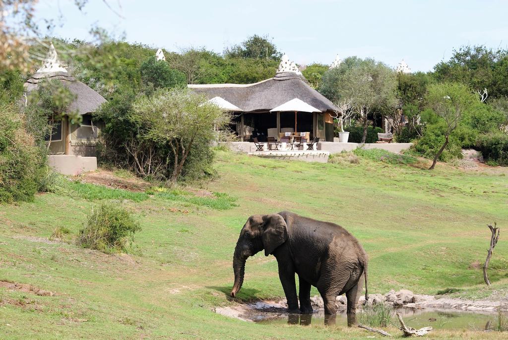 Safari Lodge- Amakhala Game Reserve