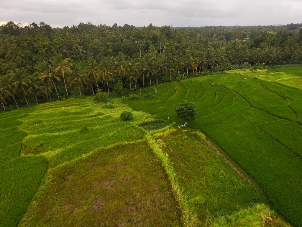 Hotel Purana Boutique Resort, Indonesien, Ubud. Großes 2