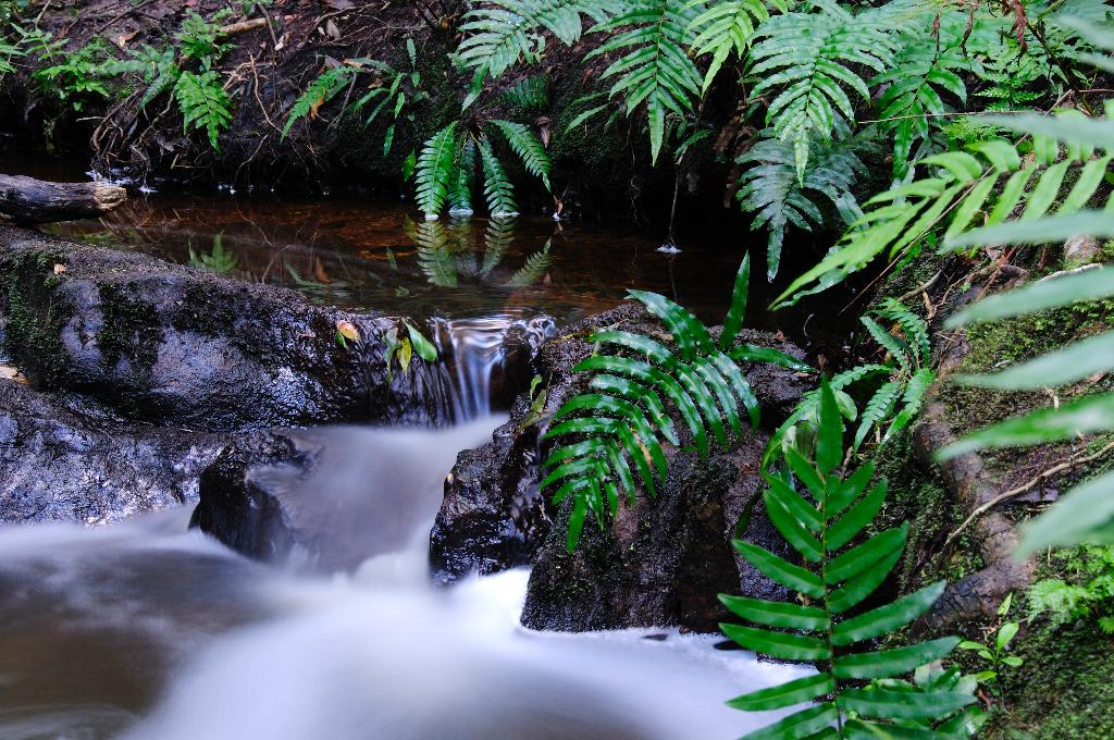 Hotel Forest Edge Nature Lovers' Retreat, Südafrika, Knysna. Großes 28