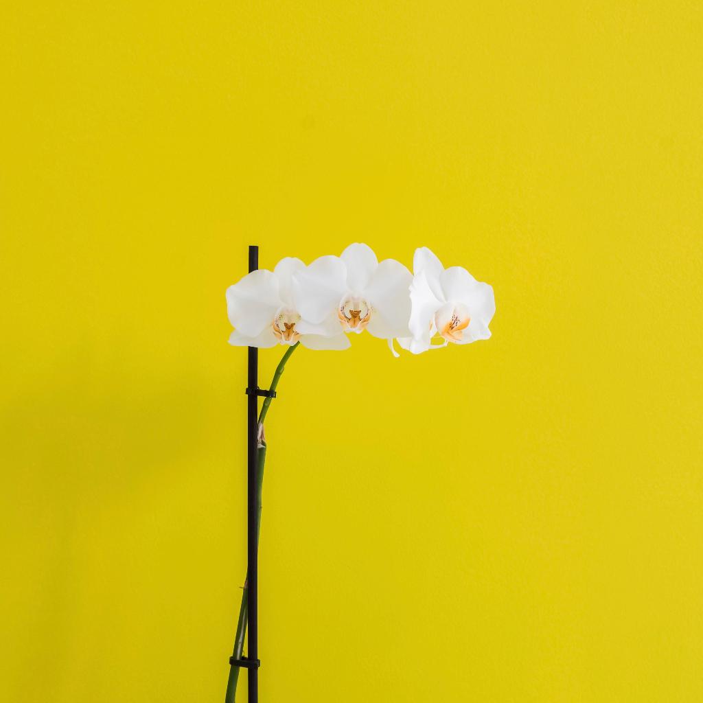 Hotel Iasonos Suites Athens, Griechenland, Athen. Großes 2