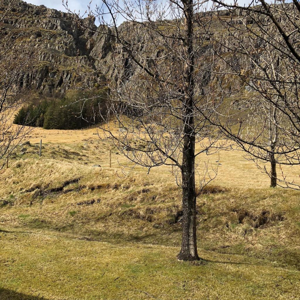 Guesthouse Skálafell