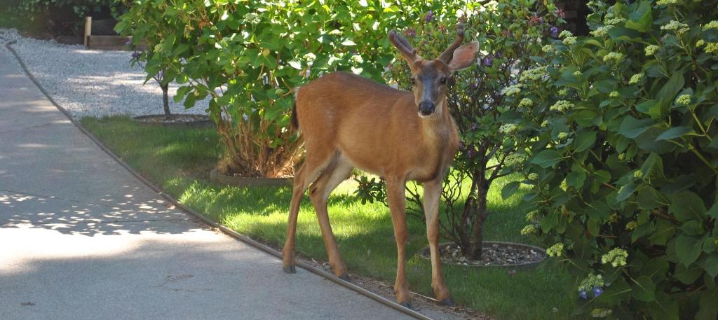 Madeira Park Bed and Breakfast