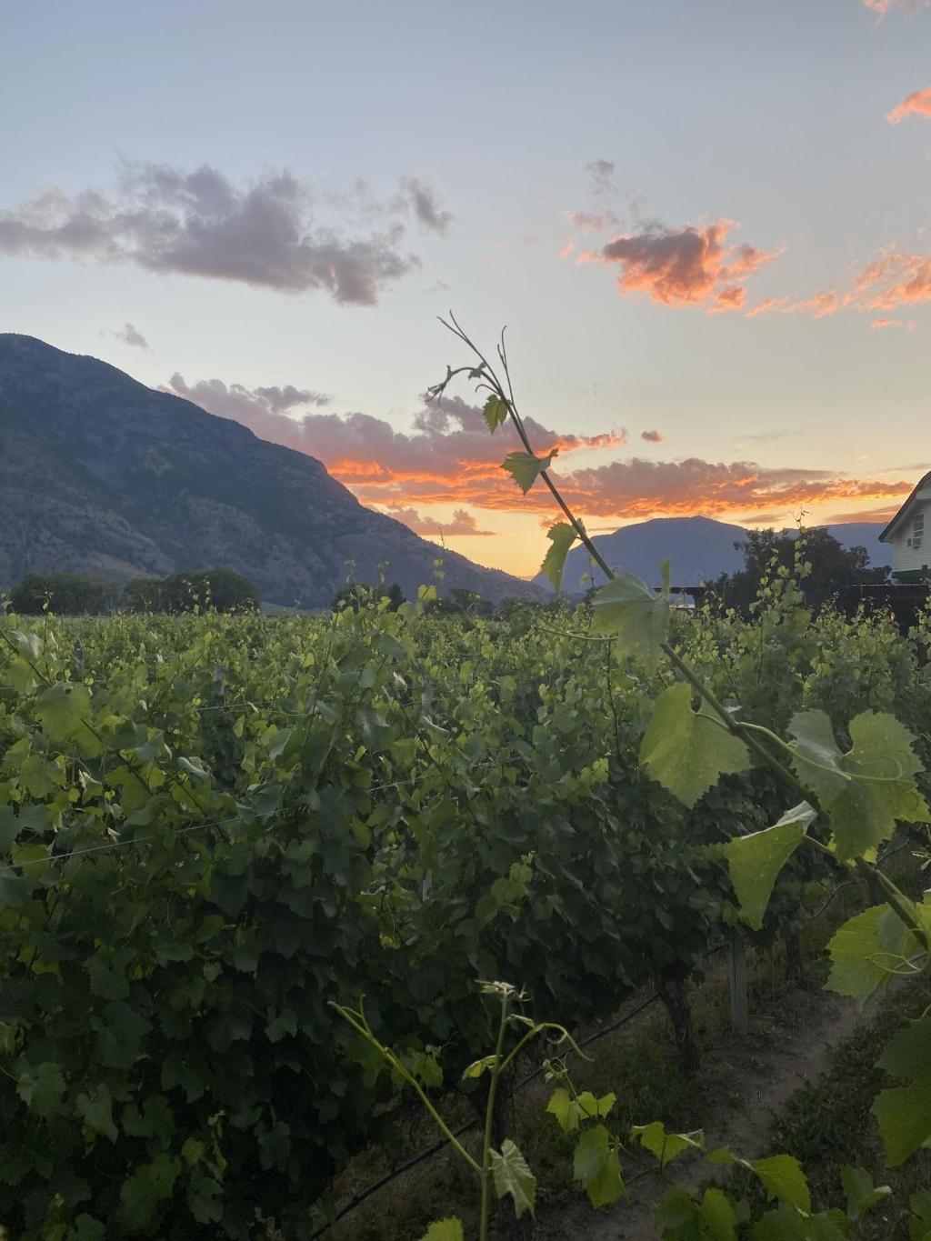 Crowsnest Vineyards Guesthouse
