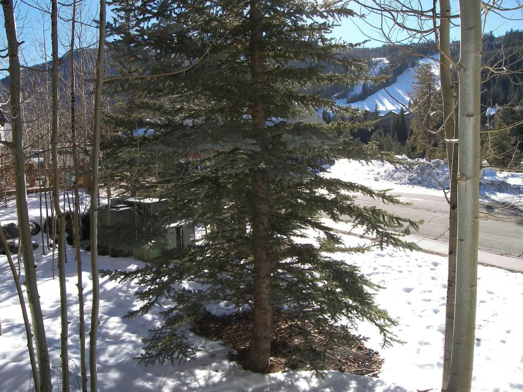 Arapahoe Lodge 1 Bed 1 Bath B