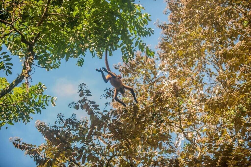 Cabinas Icaco Tortuguero