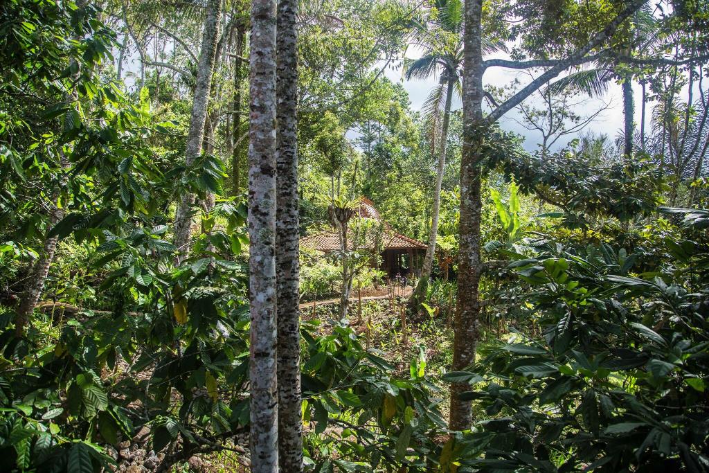 Alassari Plantation