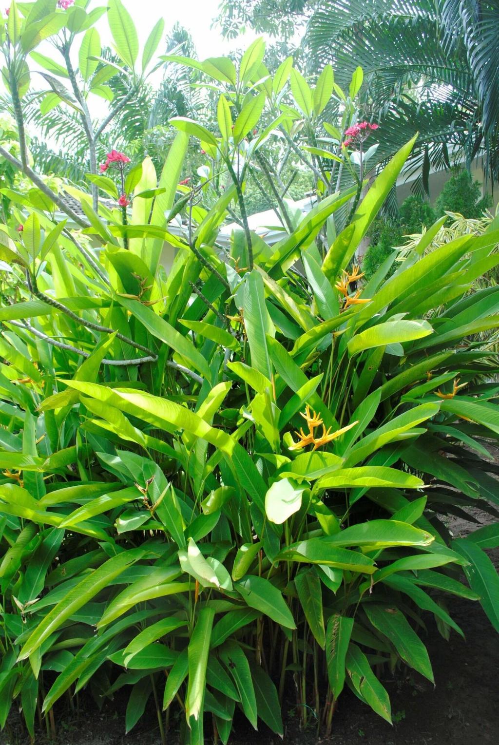 Baan Sawan Samui Resort