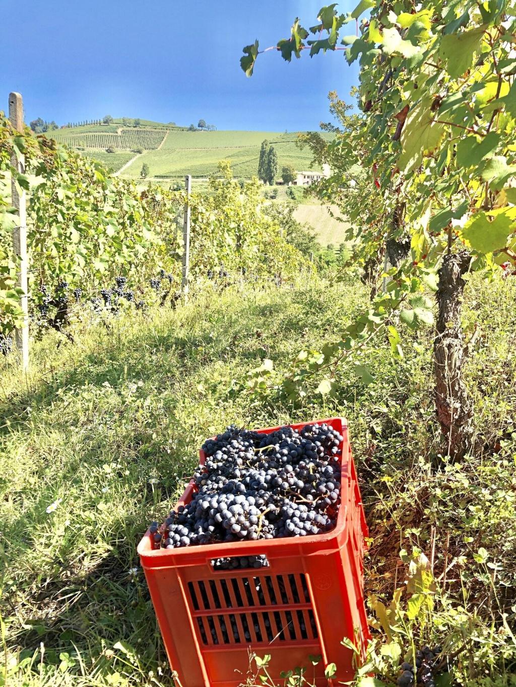 Cascina Bellonuovo - Agriturismo