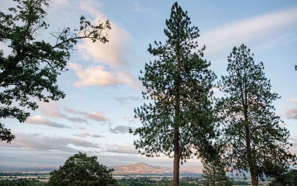 Hummingbird Estate Wine & Suites