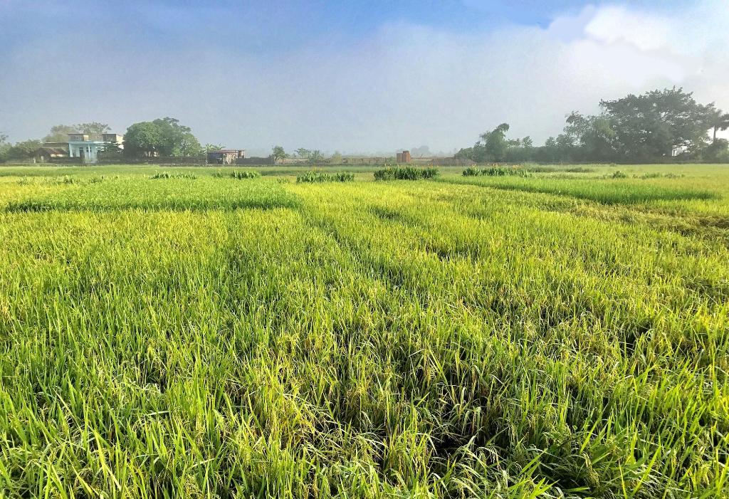 May Homestay Ninh Binh