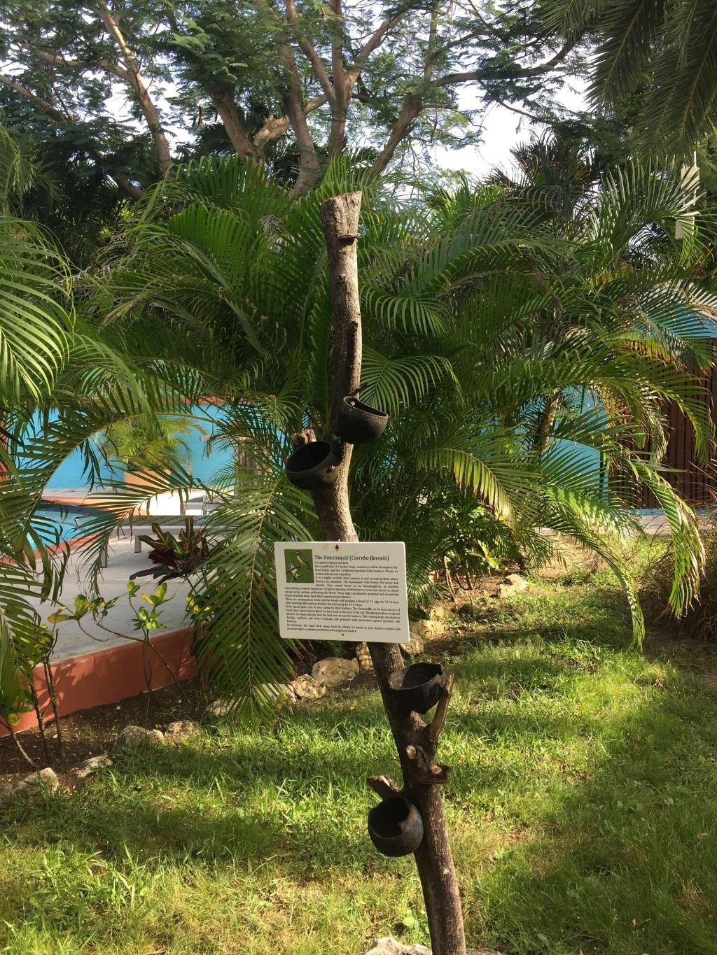 Buccaneer Beach Club