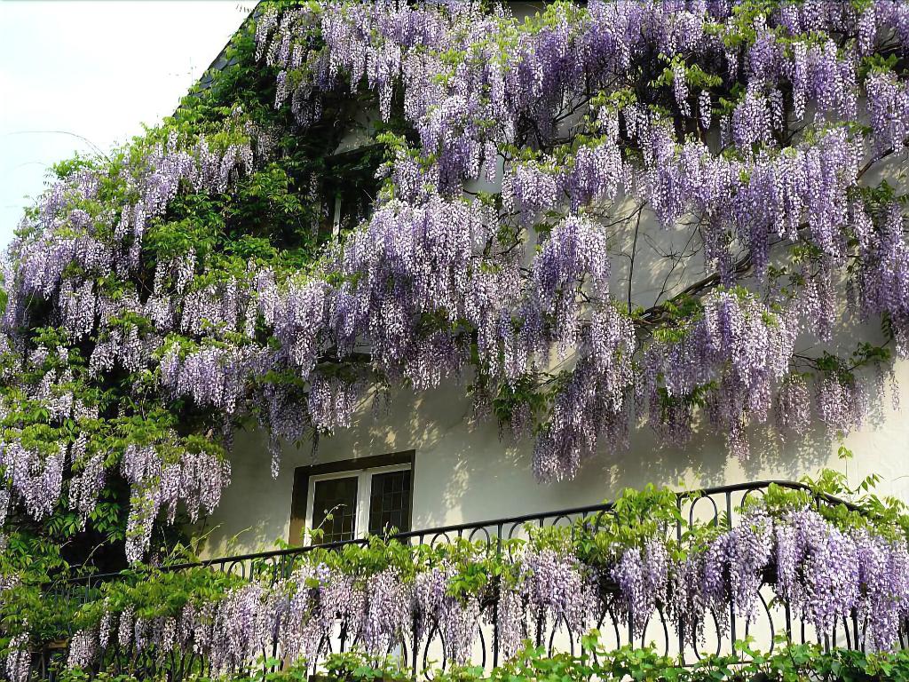 Hotel Rosenhaus Garni