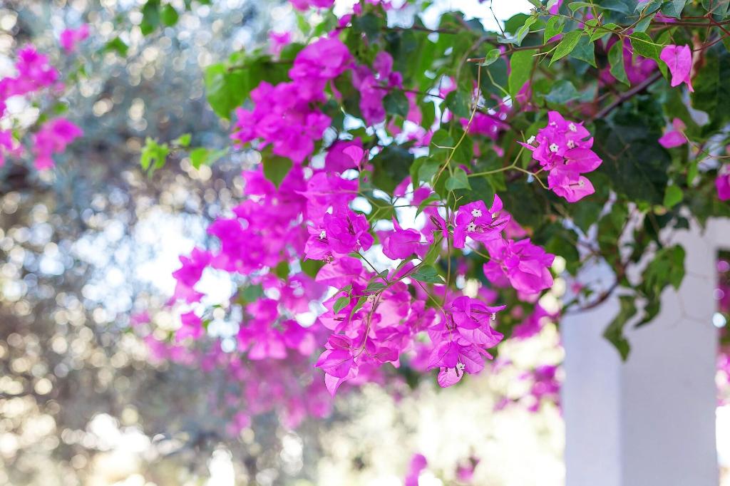 Hotel The Ship Inn Hotel And Villas, Zypern, Girne. Großes 64